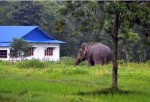 जङ्गली हात्ती बस्ती पस्न थालेपछि निजीलाई एकीकृत गर्न माग