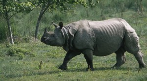 गैंडा स्थानान्तरण : अमलटारीबाट ल्याइएको गैँडालाई खगेन्द्रमल्ली क्षेत्रमा छोडियो