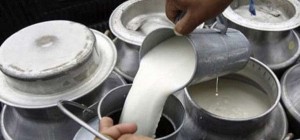 लामो समयसम्म भुक्तानी नहुँदा  दूध उत्पादक किसान निरुत्साहित