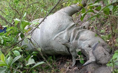 चितवन राष्ट्रिय निकुञ्जभित्र बाघ र गैँडा मृत फेला