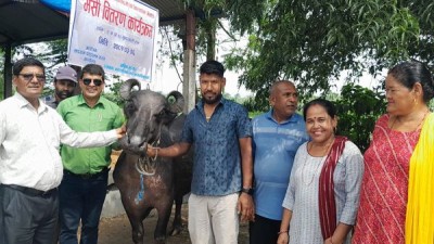 ‘भैँसी पकेट’ कार्यक्रमअन्तर्गत रत्ननगरका किसानलाई भैँसी वितरण