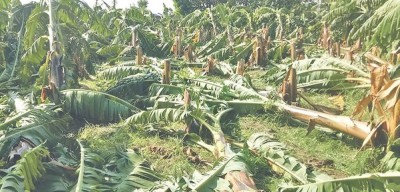 हावाहुरीले चितवनमा २५०० बिघाको केरा खेतीमा क्षति
