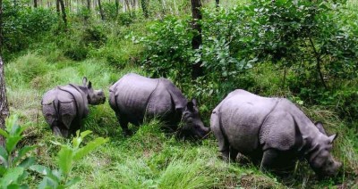 चितवनको गैंडा कोशी लगिएकोमा रत्ननगरका मेयर सापकोटाको आपत्ति