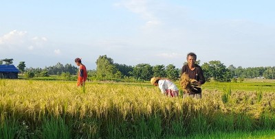 खैरहनीमा चैते धानको उत्पादन वृद्धि