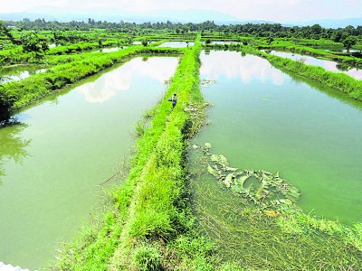 चितवनको माडी नगरपालिकामा माछा ‘जोन’ कार्यक्रम लागू