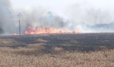 आगलागीबाट सात बिघामा लगाइएको गहुँ खरानी