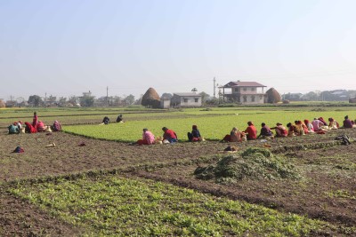 पश्चिम चितवन गाजरखेतीको ‘हब’