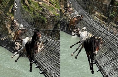 झोलुङ्गे पुलमा फसेका खच्चड कर्णाली नदीमा खसालेर उद्धार गरिँदै