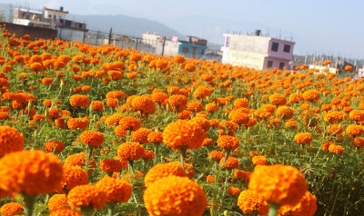 शुक्रबार तिहारको कुनै पर्व छैन : पञ्चाङ्ग निर्णायक समिति