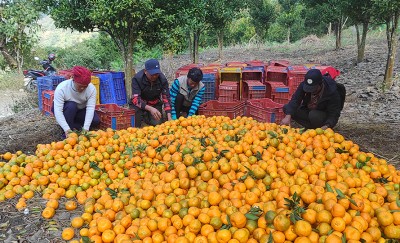 इच्छाकामनामा आजदेखि सुन्तला महोत्सव, पर्यटकले बोटमै चढेर सुन्तला खान पाउने