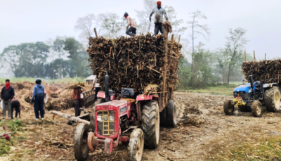 उखु किसानले पाए एक अर्ब ६१ करोड भुक्तानी