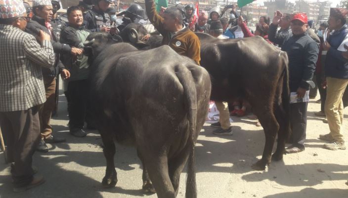 दुग्ध उत्पादक किसानको आन्दोलन : कतै दूध बाँडेर, कतै भैंसी प्रदर्शन गरेर विरोध