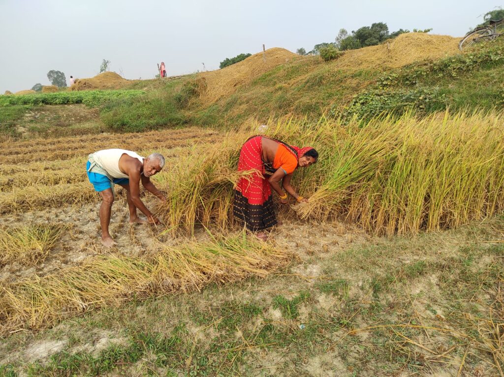 चितवनमा धान उत्पादनमा ह्रास