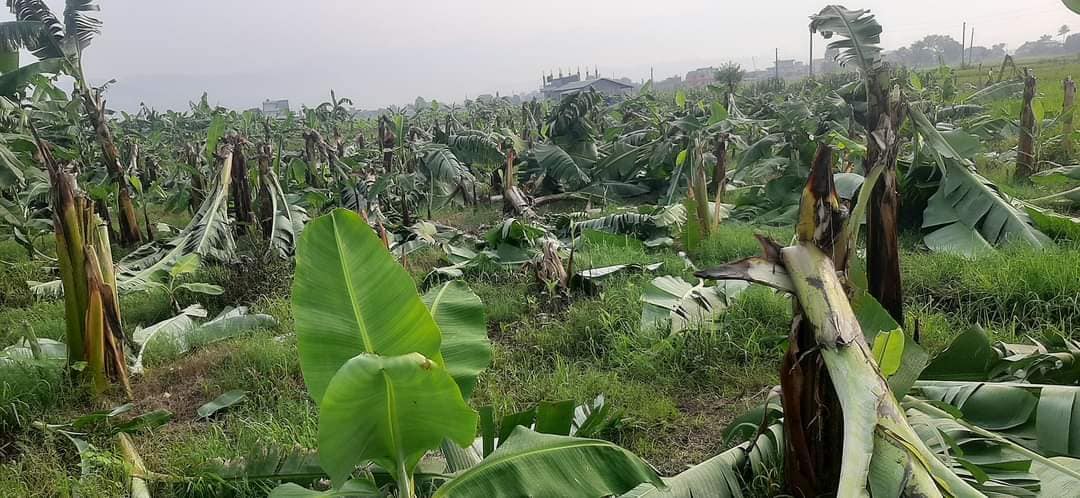 चितवनको खैरहनीमा अज्ञात समूहले काट्यो ५ सय वटा केराको बोट, दोषी अझै पत्ता लागेन