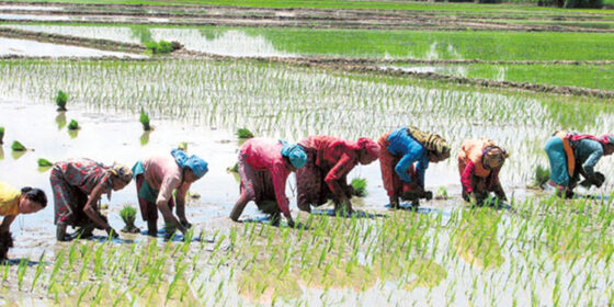 चितवनमा बढ्यो धान खेतीको क्षेत्रफल