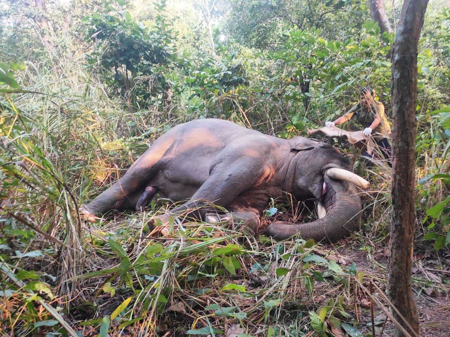 ध्रुवे हात्तीलाई रेडियोकलर जडान