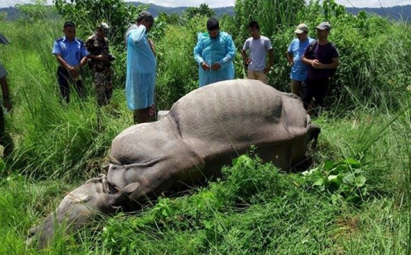 चितवन निकुञ्जमा एक वर्षमा मरे ७६ जनावर, यी हुन् कारण