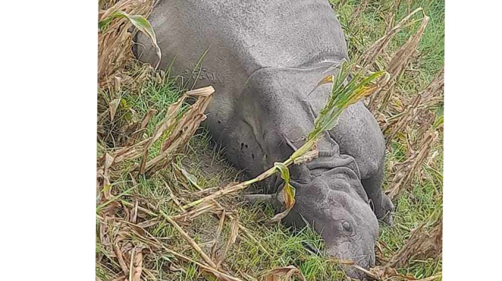 धरापमा परेर गैँडा मरेपछि चार जना पक्राउ