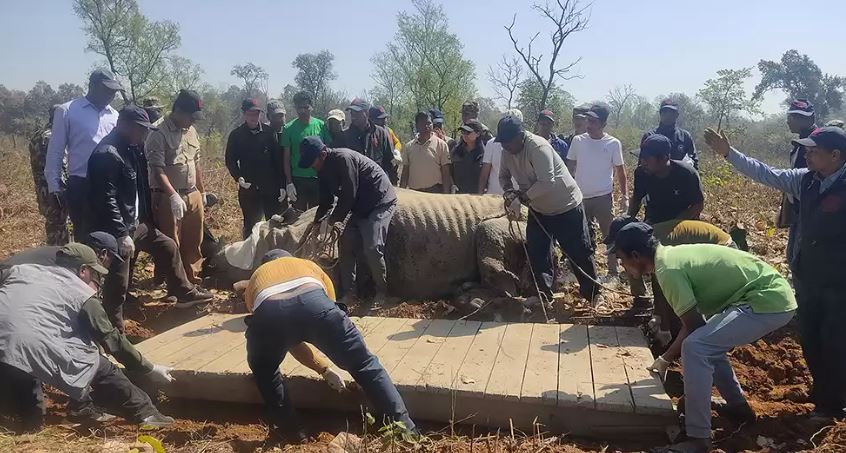 दुई दिनमा दुई भाले गैँडा स्थानान्तरण