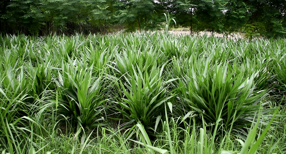  तिब्बतको ब्लु एग्रिकल्चर कम्पनीले नेपालसंग ओट घाँस र जनावरको दाना खरिद गर्ने 