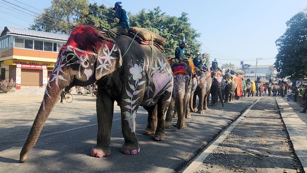 सौराहामा १८औँ चितवन हात्ती तथा पर्यटन महोत्सव सुरु